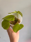 Philodendron Hederaceum “Lemon Lime” starter plant