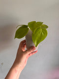 Philodendron Hederaceum “Lemon Lime” starter plant